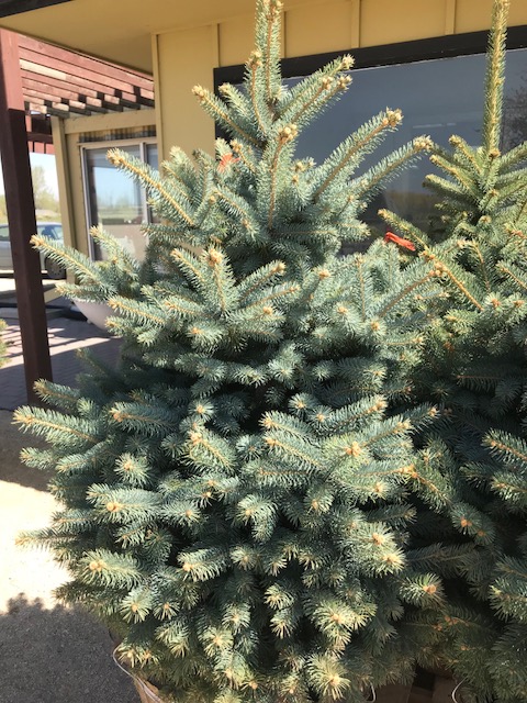 Kackenhoff Nurseries Ltd | 1317 hwy 75, Howden, MB R5A 1J9, Canada | Phone: (204) 269-1377