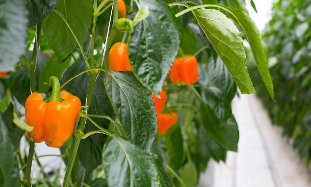 Pure Flavor Farms | 966 ON-77, Staples, ON N0P 2J0, Canada | Phone: (519) 326-8444