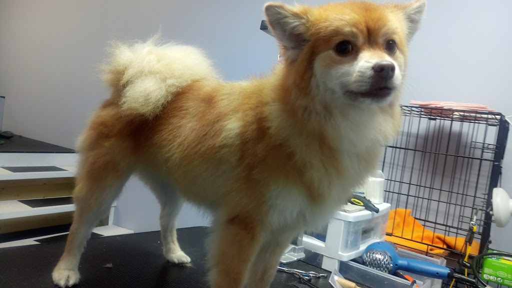 Stinky K9 Spa | 10221 Wilson St, Triple Creek Estates, Park Crescent Unit 70, Mission, BC V4S 1L8, Canada | Phone: (604) 764-5707