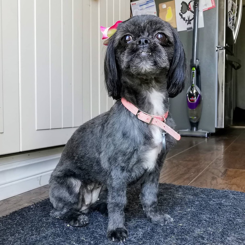 The Grooming Laydee | 7284 County 50 Rd W, Harrow, ON N0R 1G0, Canada | Phone: (226) 202-0428
