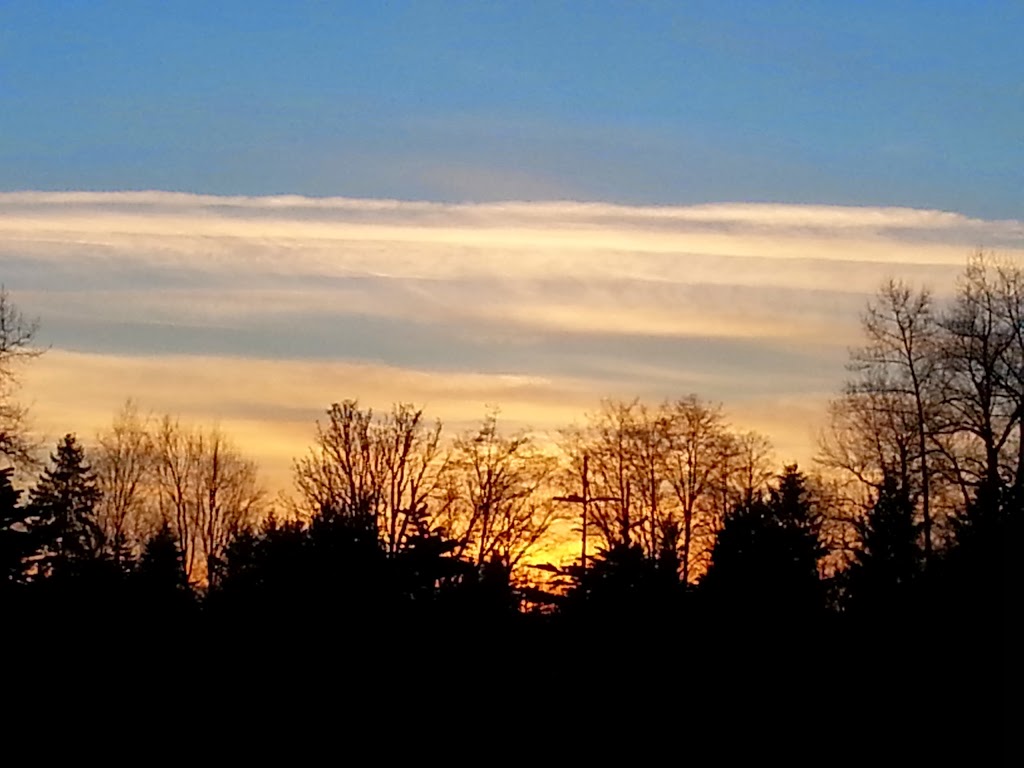 Churchland Christmas Tree Farm | 4726 248 St, Aldergrove, BC V4W 1B6, Canada | Phone: (604) 996-1046