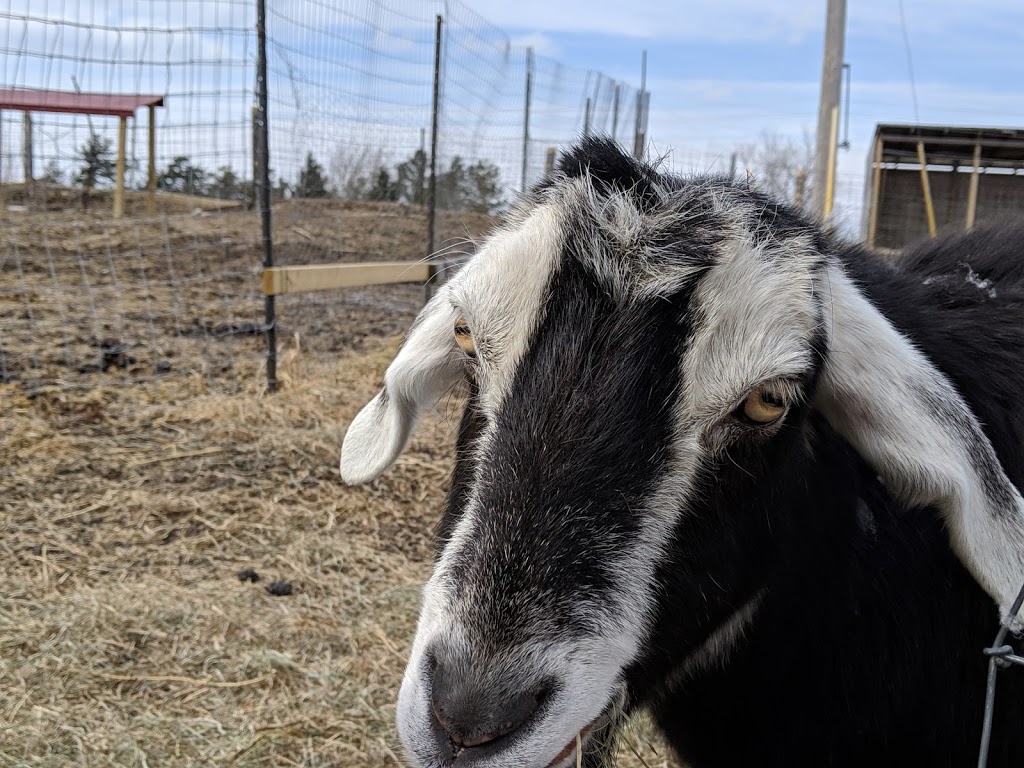 PrimRose Donkey Sanctuary | 1296 Bowmanton Rd, Roseneath, ON K0K 2X0, Canada | Phone: (905) 352-2772