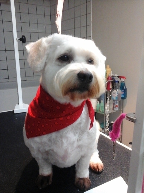 Toilettage Fier-Pets | 1431 Rang St Pierre, Hérouxville, QC G0X 1J0, Canada | Phone: (418) 365-6937