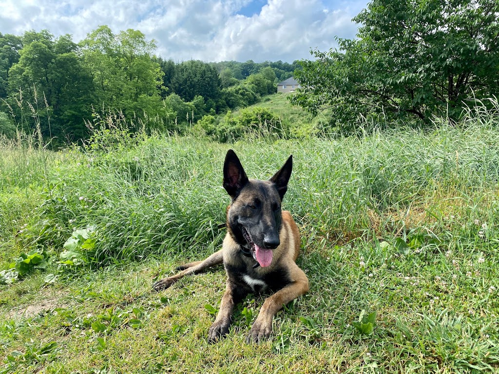 SHIELD K9 - Dog Training | 7272 Gore Rd, Puslinch, ON N0B 2J0, Canada | Phone: (519) 496-5006