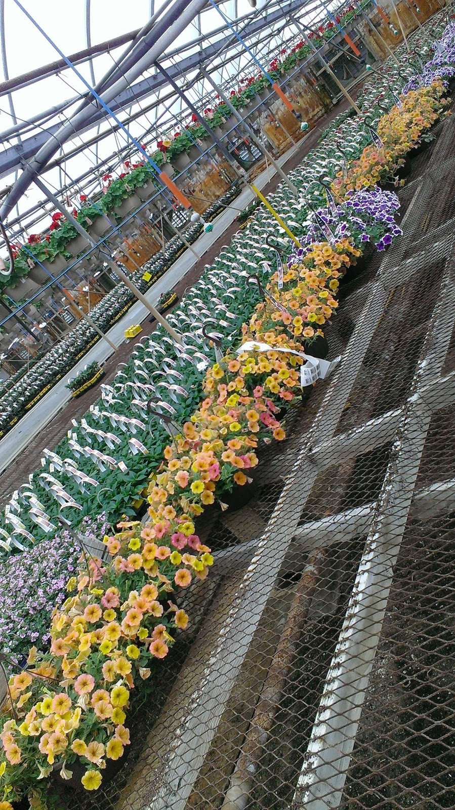Fernlea Flowers | 1211 ON-3, Delhi, ON N4B 2W6, Canada | Phone: (519) 582-3060