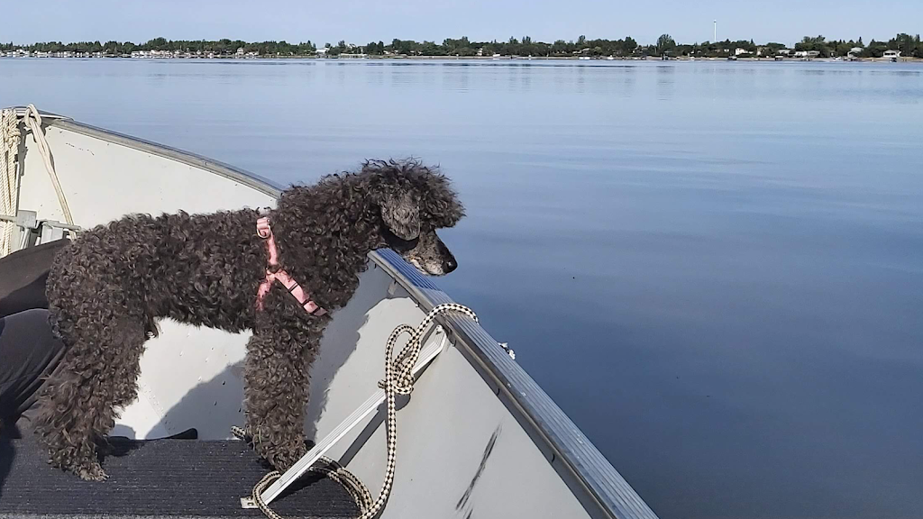 Hairy Hobby Dog Grooming | 916 Marriott Close B44, Rosetown, SK S0L 2V0, Canada | Phone: (306) 831-8297
