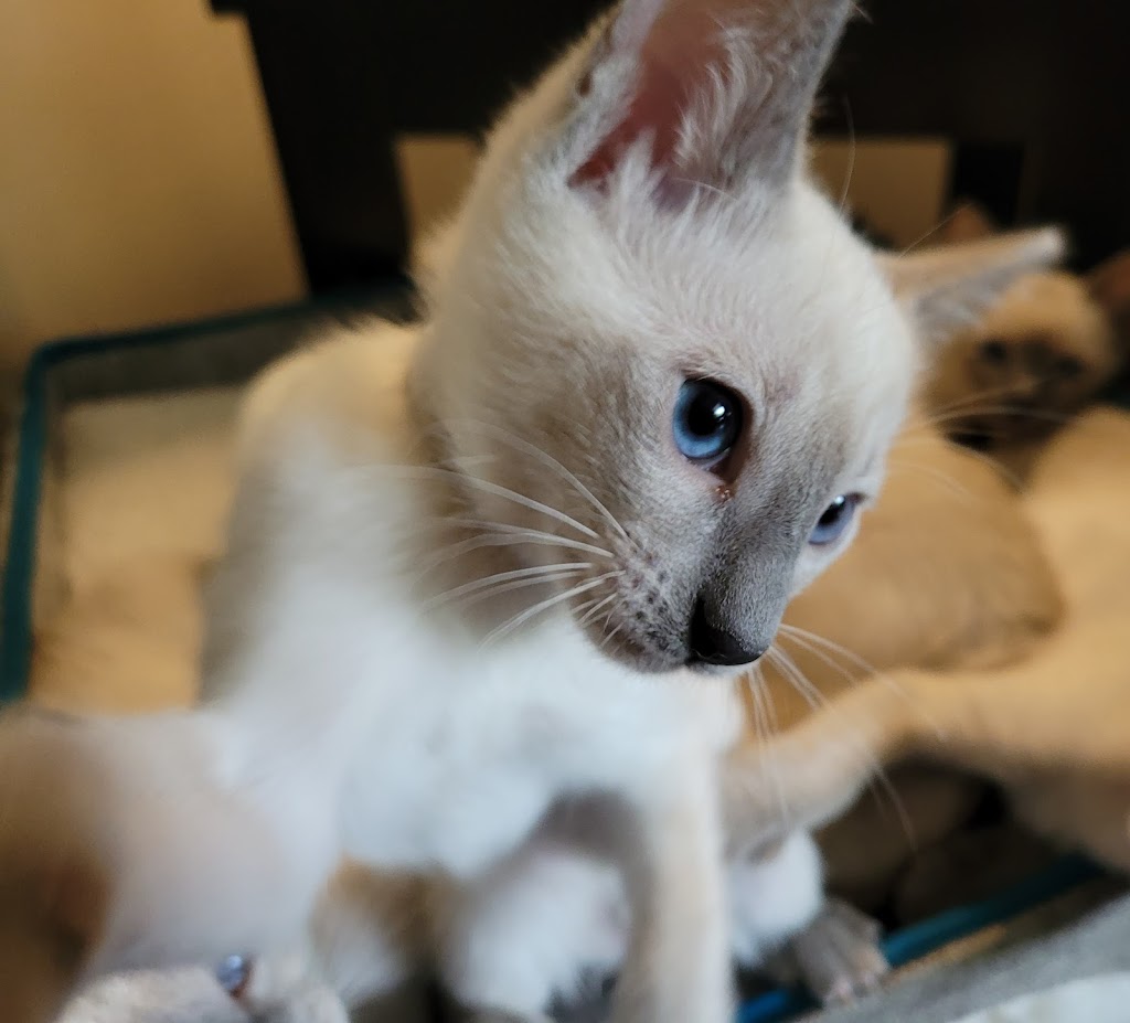 Siameezers Cattery | 834 Ottawa St, Midland, ON L4R 1C8, Canada | Phone: (705) 720-0619