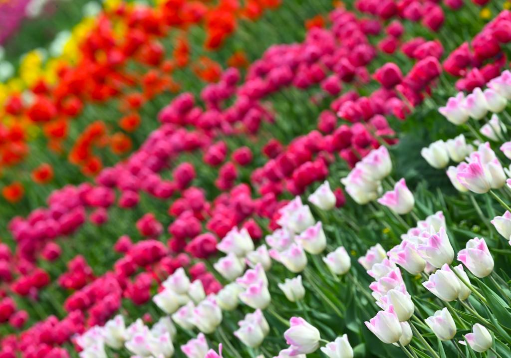 Tulipes.ca | 1201 Chem. du Général Vanier, Boucherville, QC J4B 5E4, Canada | Phone: (833) 885-4737