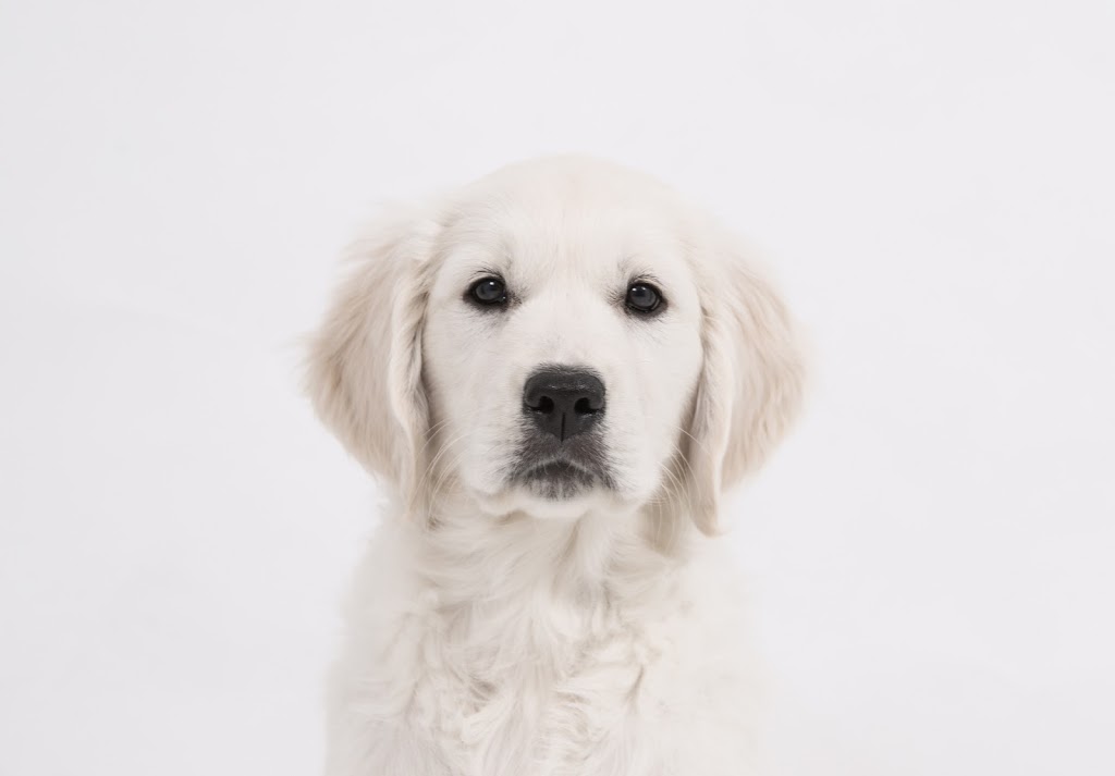 Premium English Cream Retrievers | 10753 Dunborough Rd, West Lorne, ON N0L 2P0, Canada | Phone: (519) 643-6309