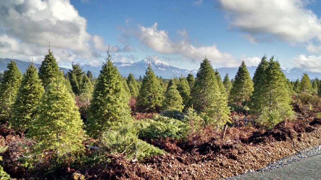 Toms Trees | Airport Rd, Port Alberni, BC V9Y 8Y9, Canada | Phone: (250) 720-6214