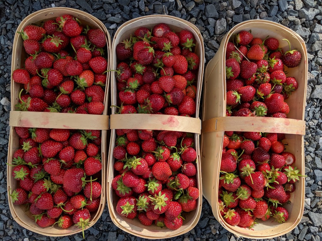 Auto Cueillette De framboise | 107 Rang Chicago, Saint-Christophe-dArthabaska, QC G6R 0T1, Canada | Phone: (819) 260-4441