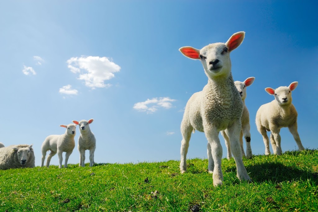Agnellerie Inc (L) | 209 Rang de lEmbarras RR 1, Kamouraska, QC G0L 1M0, Canada | Phone: (418) 492-3551