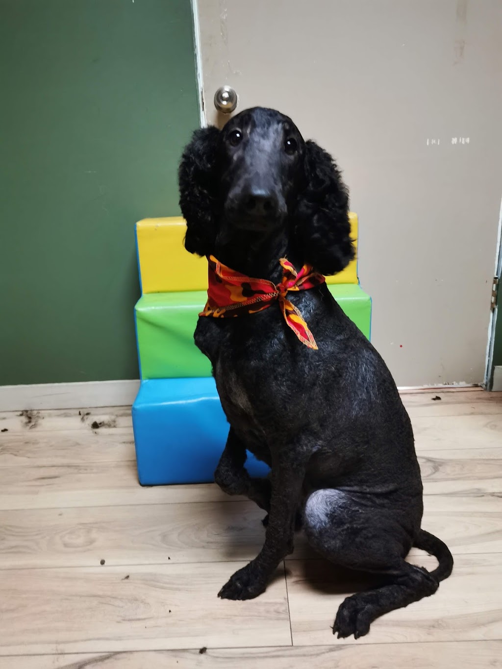 La Muze canine | 191 12 Rue, Ferme-Neuve, QC J0W 1C0, Canada | Phone: (819) 587-3020