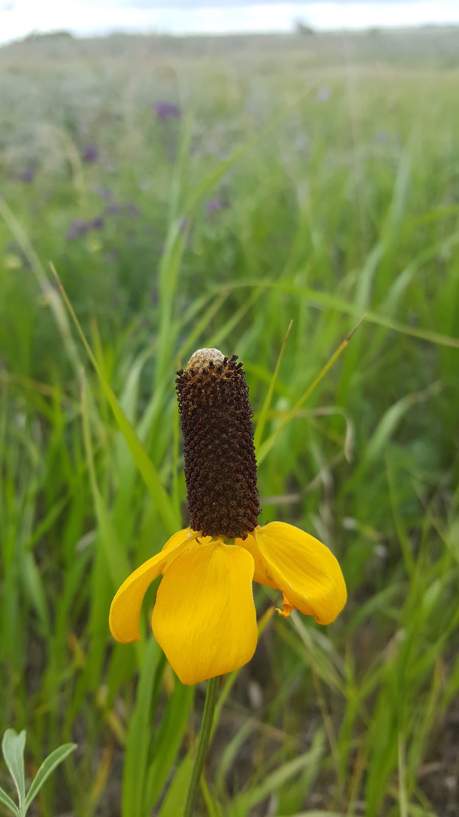 Fairy Hill Trail | Lumsden No. 189, SK S0G 0W0, Canada