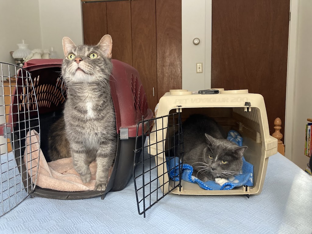 Manotick Cat Boarding | S Island Park Dr, Ottawa, ON K4M 1J2, Canada | Phone: (613) 807-7597