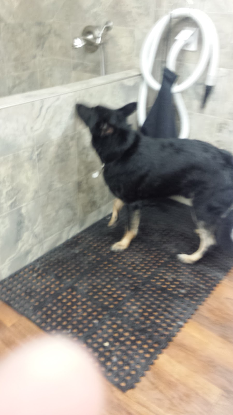 Pet Valu | 4 Forest Hills Pkwy, Dartmouth, NS B2W 5G7, Canada | Phone: (902) 466-1781
