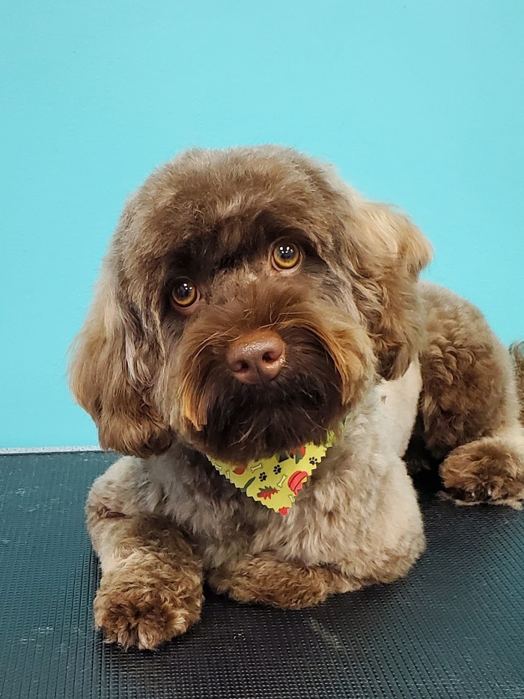 Fur Babies | 456 Vodden St E, Brampton, ON L6S 5V1, Canada | Phone: (905) 792-0428