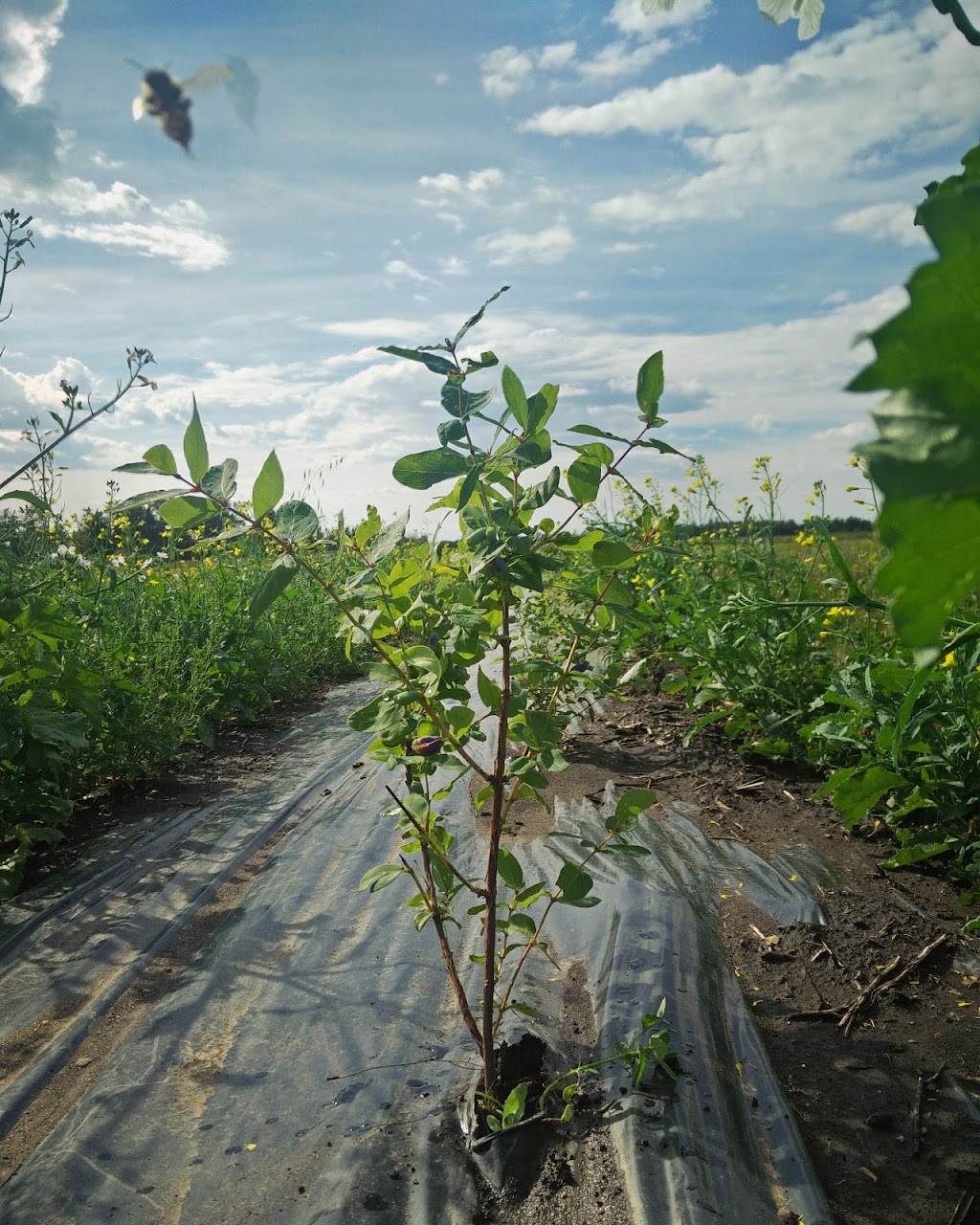 Rosy Farms | 57114 Range Road 264, Alcomdale, AB T8R 0Y8, Canada | Phone: (780) 951-1015