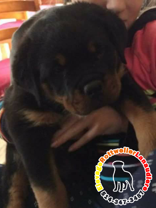 Élevage de chiots et chiens Rottweiler Lanaudière | 300 6e Rang, Saint-Calixte, QC J0K 1Z0, Canada | Phone: (514) 347-3487
