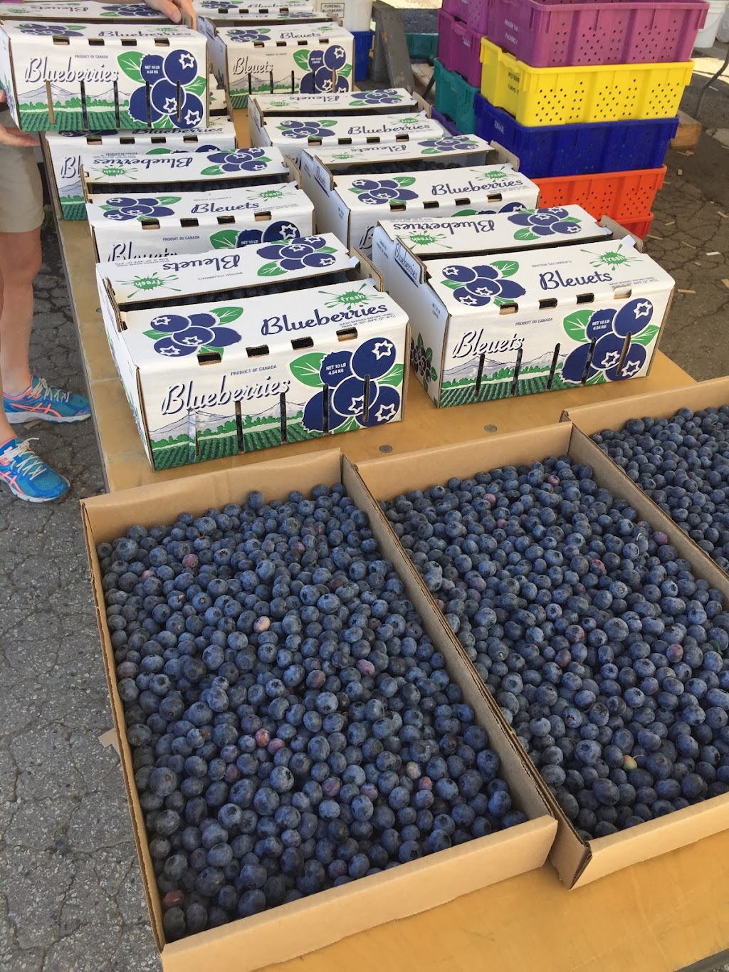 Blueberry Farm | 15211 72 Ave, Surrey, BC V3S 2G4, Canada | Phone: (778) 536-5951