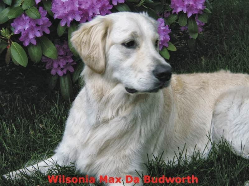 Wilsonia Kennel | 5301 NS-201, Bridgetown, NS B0S 1C0, Canada | Phone: (902) 312-1178