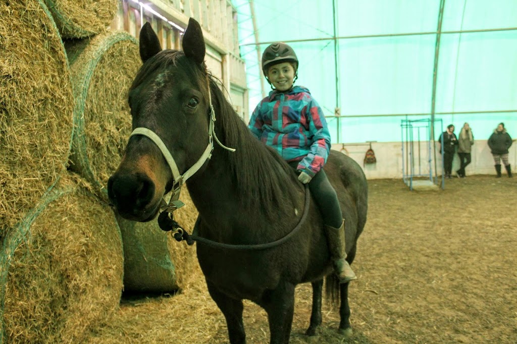 Big Heart Equine | 923 2nd Line, Hagersville, ON N0A 1H0, Canada | Phone: (365) 323-4156