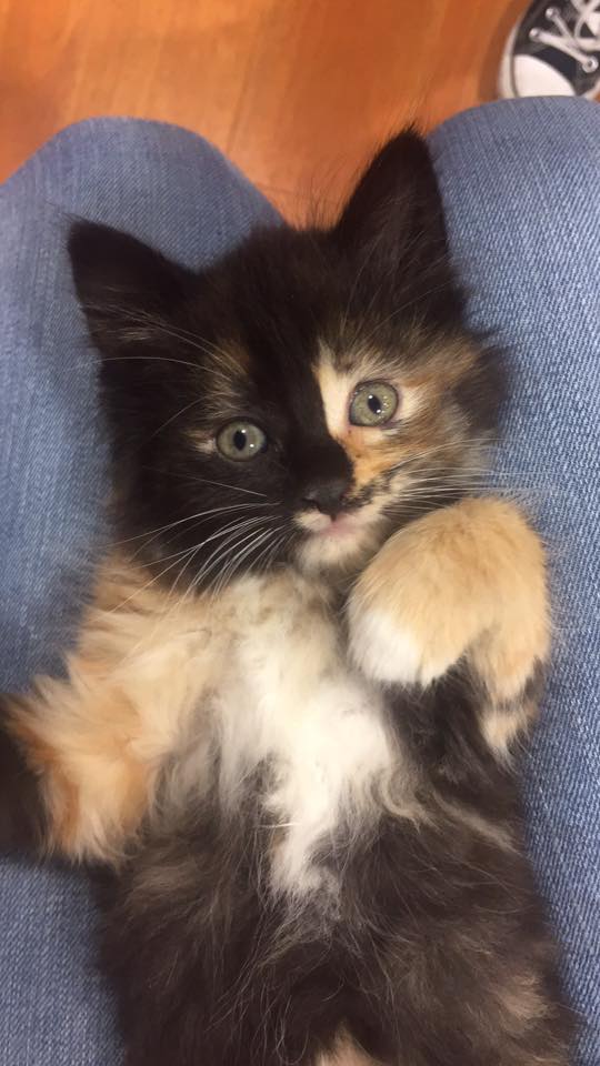 Bosleys by Pet Valu | 2306 BC-6 #210, Vernon, BC V1T 7E3, Canada | Phone: (250) 558-0566