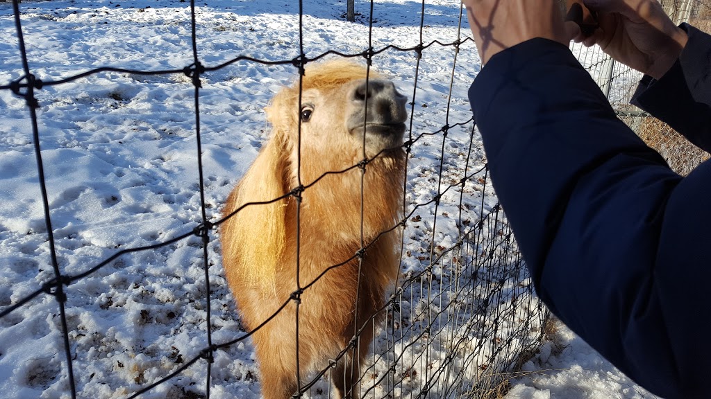 Saskatoon Zoo Society | 1903 Forestry Farm Park Dr, Saskatoon, SK S7S 1G9, Canada | Phone: (306) 975-3395