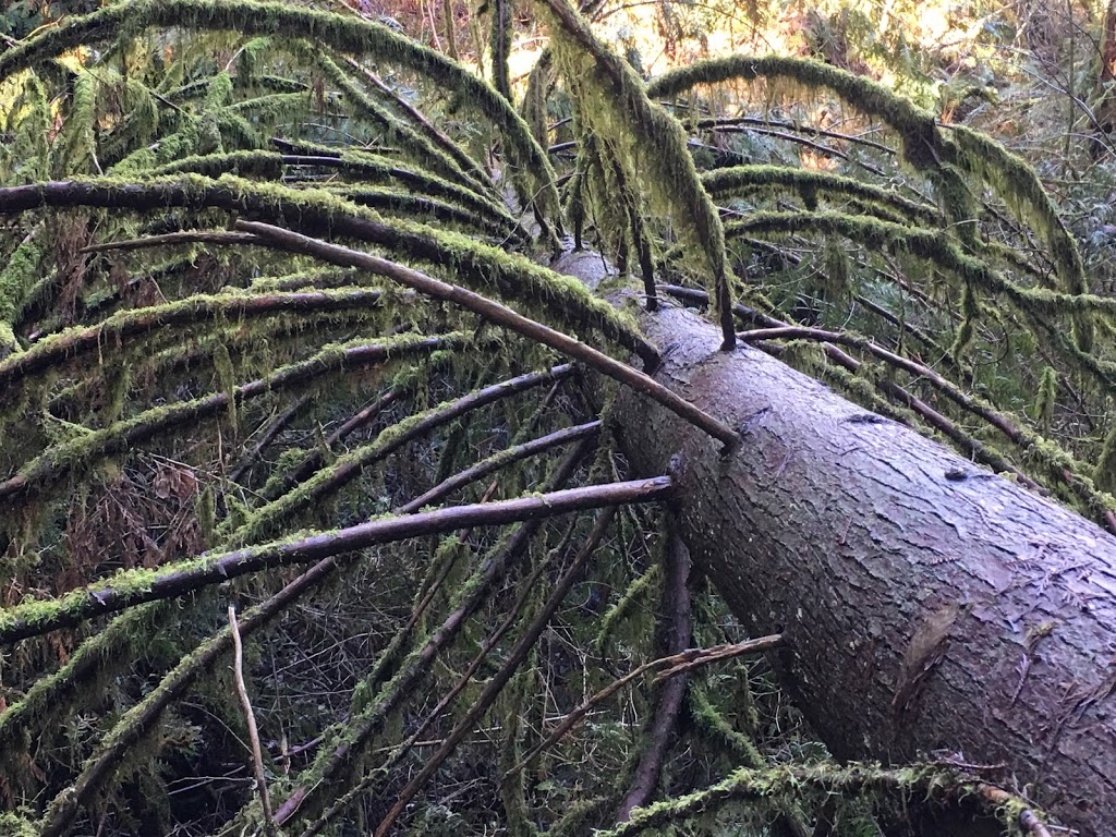 Princeton Jeffrey park | Burke Mountain, Coquitlam, BC V3E 3H2, Canada