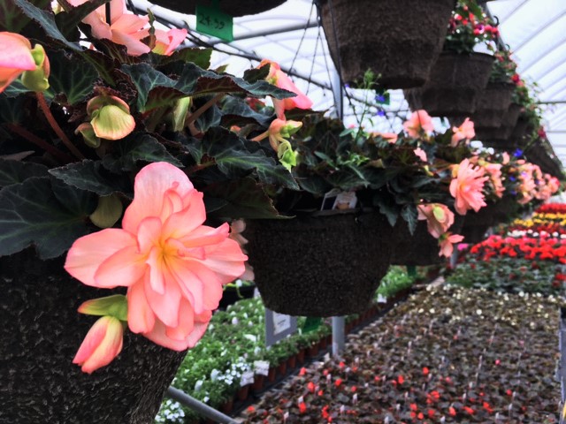 Lucan Country Gardens | 34603 Richmond St, Lucan, ON N0M 2J0, Canada | Phone: (519) 227-1716