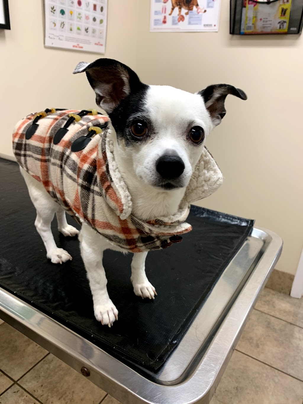 Parkdale Animal Hospital | 470 Phillip St, Waterloo, ON N2L 5J2, Canada | Phone: (519) 885-1200