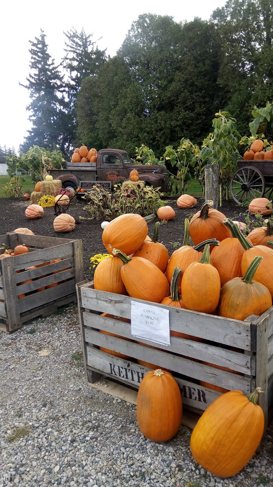 DeBackere Farm Market | 5680 Sunset Dr, Union, ON N0L 2L0, Canada | Phone: (519) 631-1370