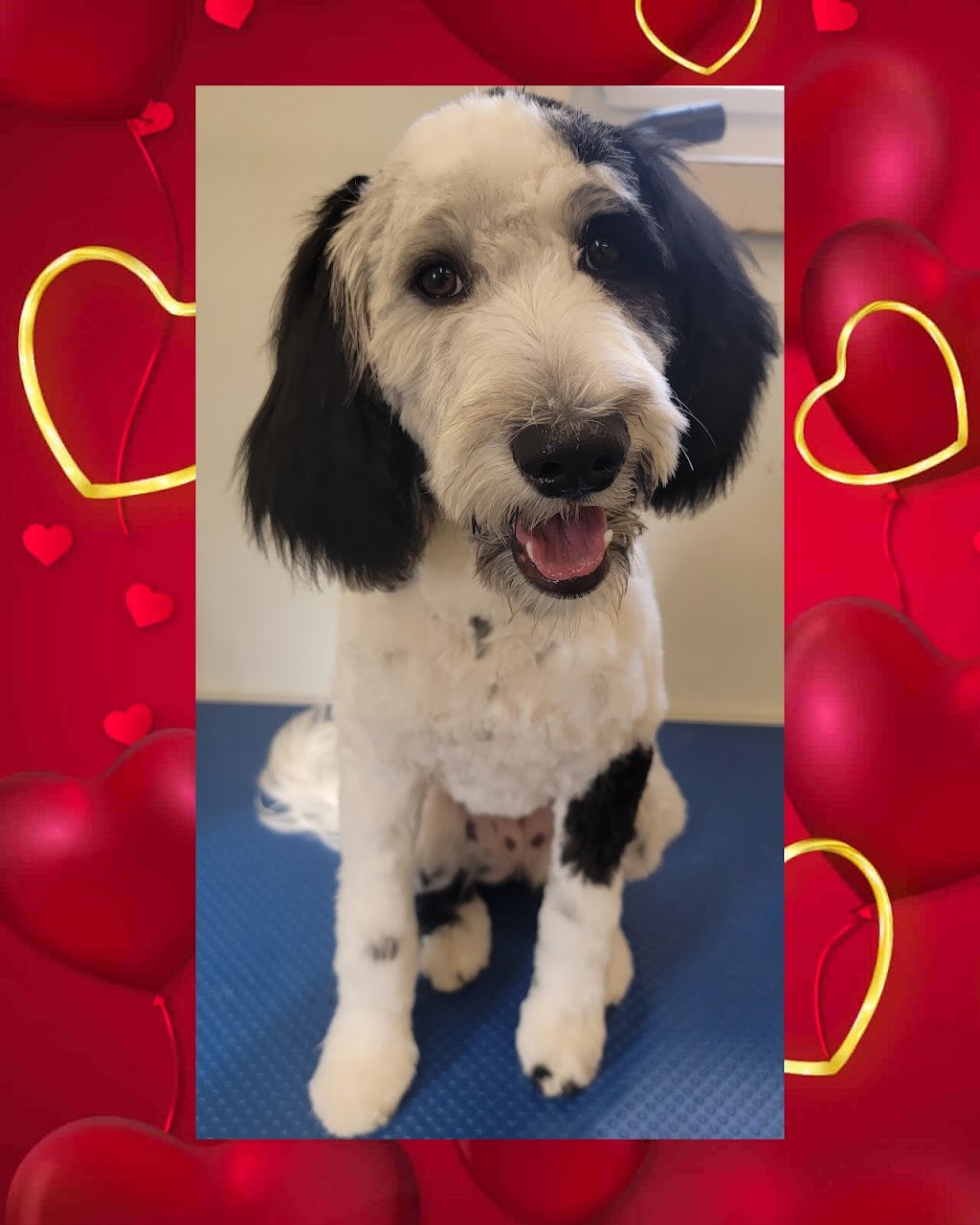 Queen of Hearts Pet Grooming | 19005 Township Rd 520, Tofield, AB T0B 4J0, Canada | Phone: (587) 594-5748