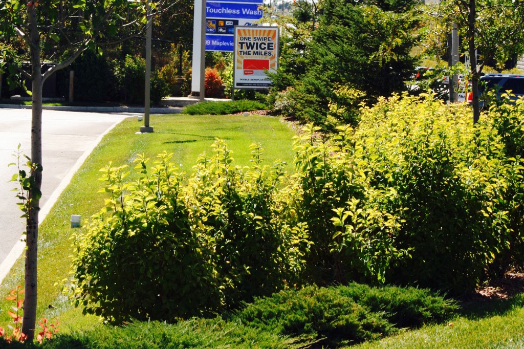 Lees Landscaping Ontario | 3298 Rainbow Valley Rd W, Minesing, ON L9X 1G7, Canada | Phone: (705) 721-8680