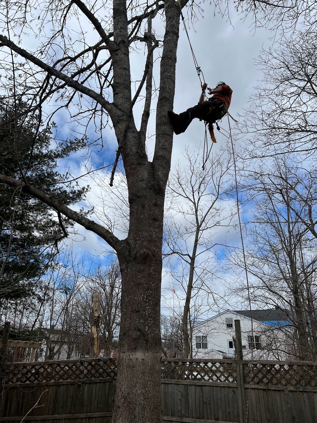 Indie Tree Service | 9717 Nova Scotia Trunk 10, Nictaux, NS B0S 1P0, Canada | Phone: (902) 840-3020