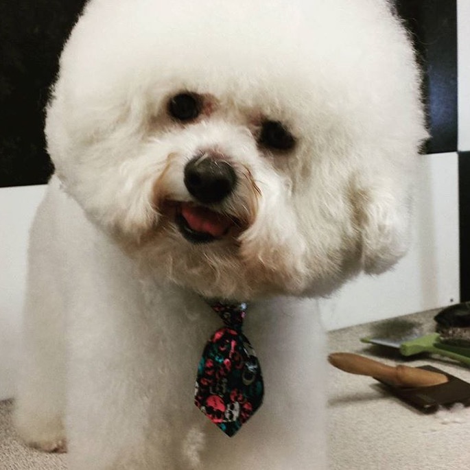 A Pooch Parlour Pet Groomers | 451 Windmill Rd, Dartmouth, NS B3A 1J9, Canada | Phone: (902) 463-5959