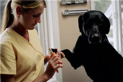 Goldenvale Veterinary Hospital & Kennels | 2866 Davis Dr, East Gwillimbury, ON L9N 0L3, Canada | Phone: (905) 895-2278