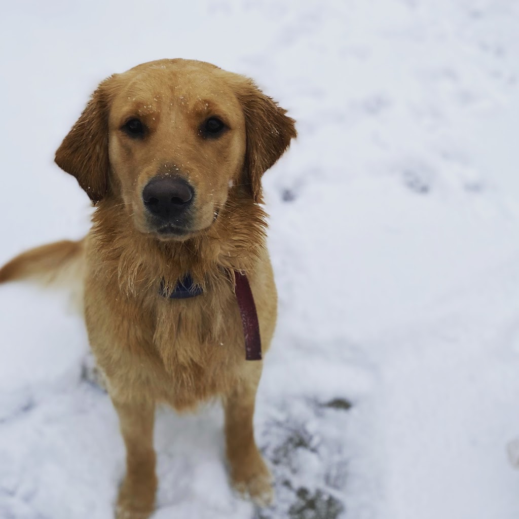 Jordan Acre Kennels | 4381 Jordan Rd, Jordan Station, ON L0R 1S0, Canada | Phone: (289) 929-1295