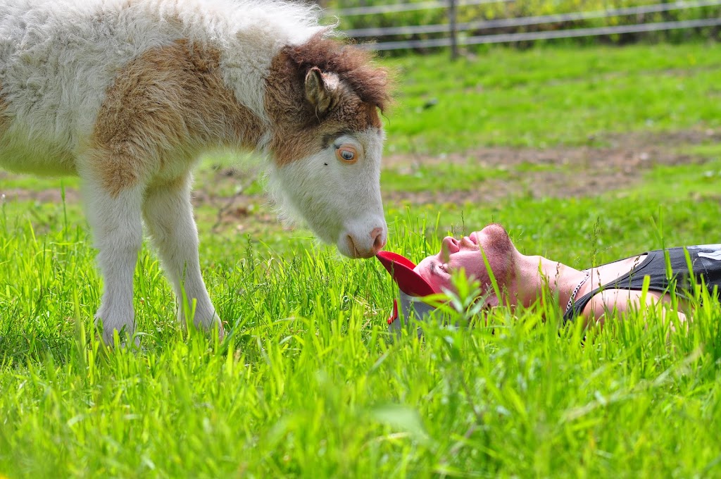 Les minis chevaux du Roy | 663 Chem. Bissell, Stanstead, QC J0B 3E0, Canada | Phone: (514) 220-7722