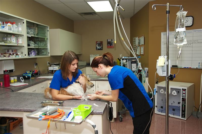 Hôpital Vétérinaire De LÎle-Perrot inc. | 400 Grand Boulevard, LÎle-Perrot, QC J7V 4X2, Canada | Phone: (514) 453-3406