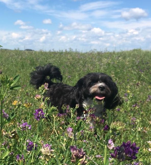 Irricana Kountry Kennel | Box 744, Irricana, AB T0M 1B0, Canada | Phone: (403) 970-4400