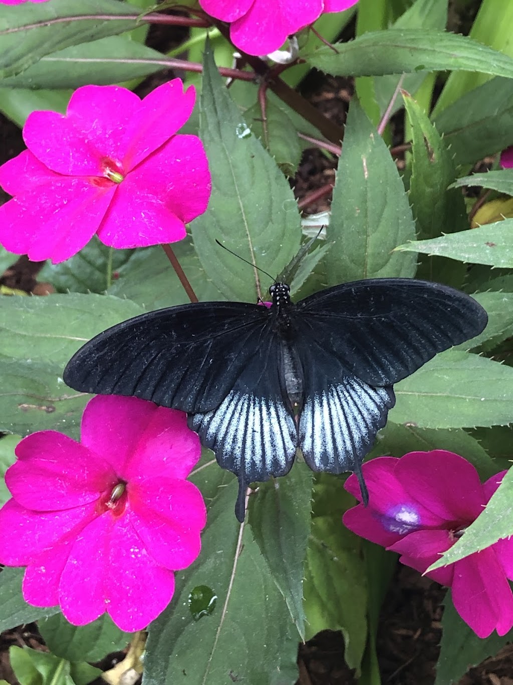 Butterfly World, Coombs | 1080 Winchester Rd, Coombs, BC V0R 1M0, Canada | Phone: (250) 248-7026