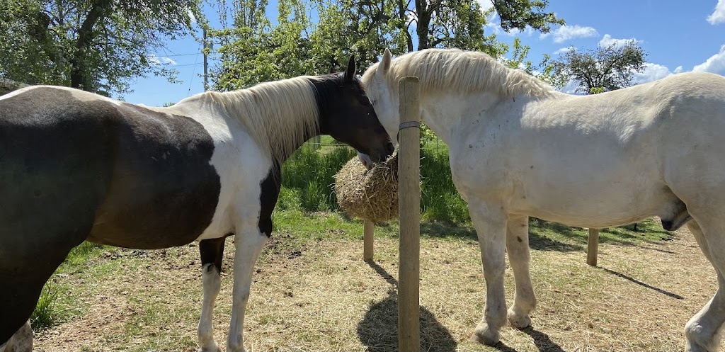 Little Blackbird Farm | 1885 Wilmot Rd, Cowichan Bay, BC V0R 1N1, Canada | Phone: (250) 888-5816