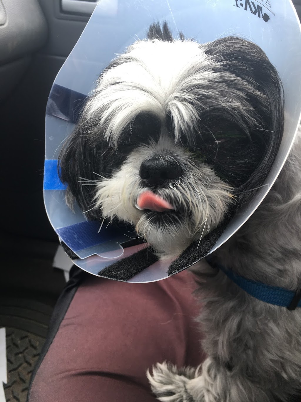 Crossroads Veterinary Clinic (CVC) | Arthur St W, Rosslyn, ON P7K 0P3, Canada | Phone: (807) 939-2616