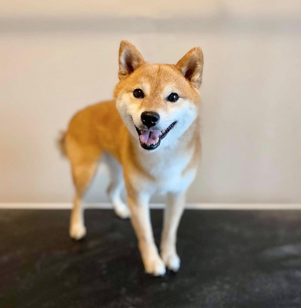 Tail-rific Dog Grooming Evanston | Evanscrest Common, Calgary, AB T3P 0R7, Canada | Phone: (403) 401-2938