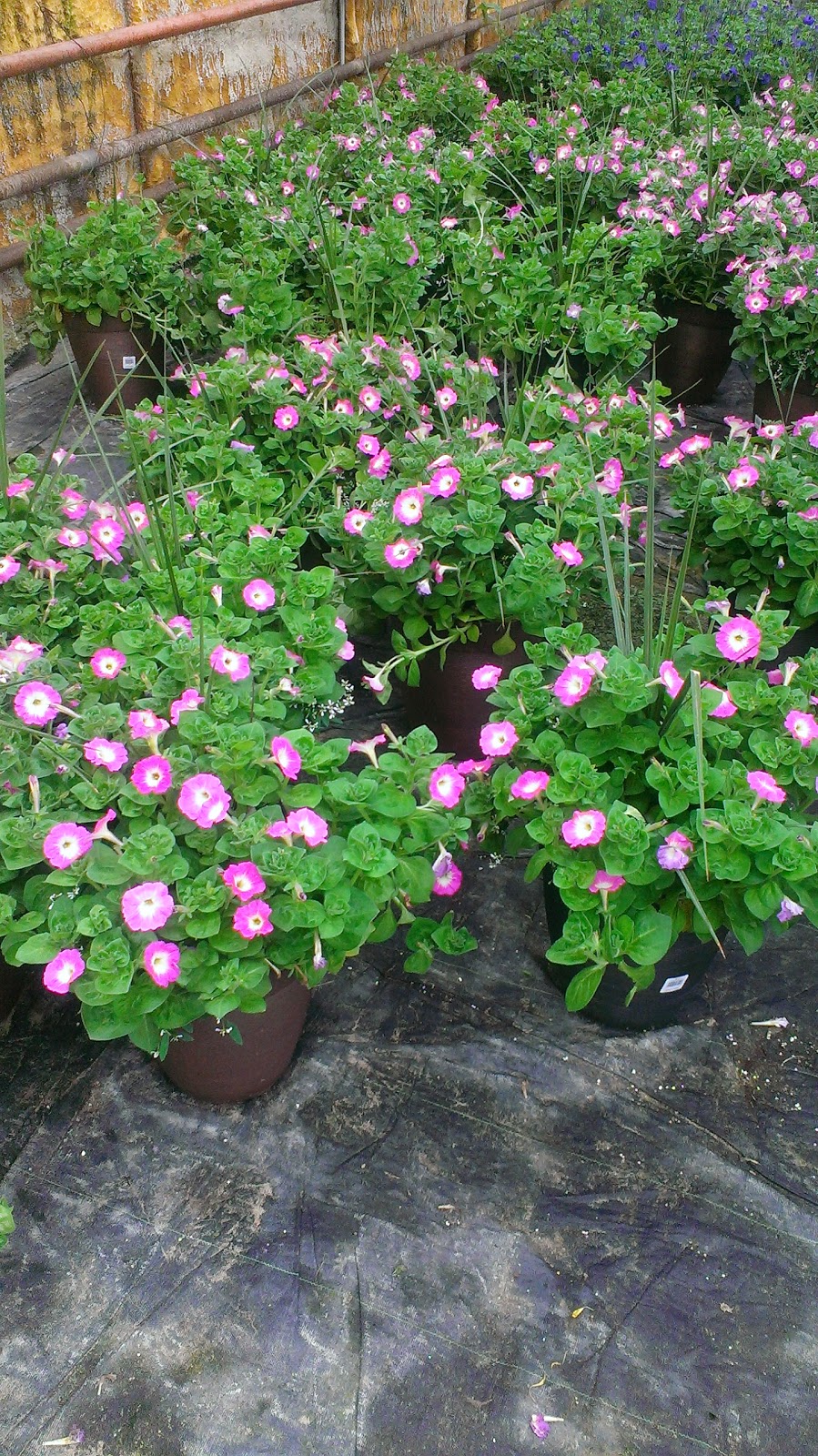 Fernlea Flowers | 1211 ON-3, Delhi, ON N4B 2W6, Canada | Phone: (519) 582-3060
