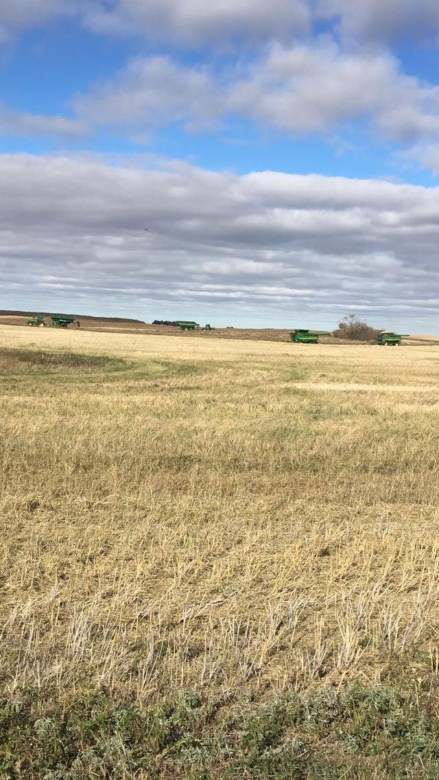 Lamb Farm | 1 Hwy 310 north, SK S0A 1A0, Canada | Phone: (306) 272-7950