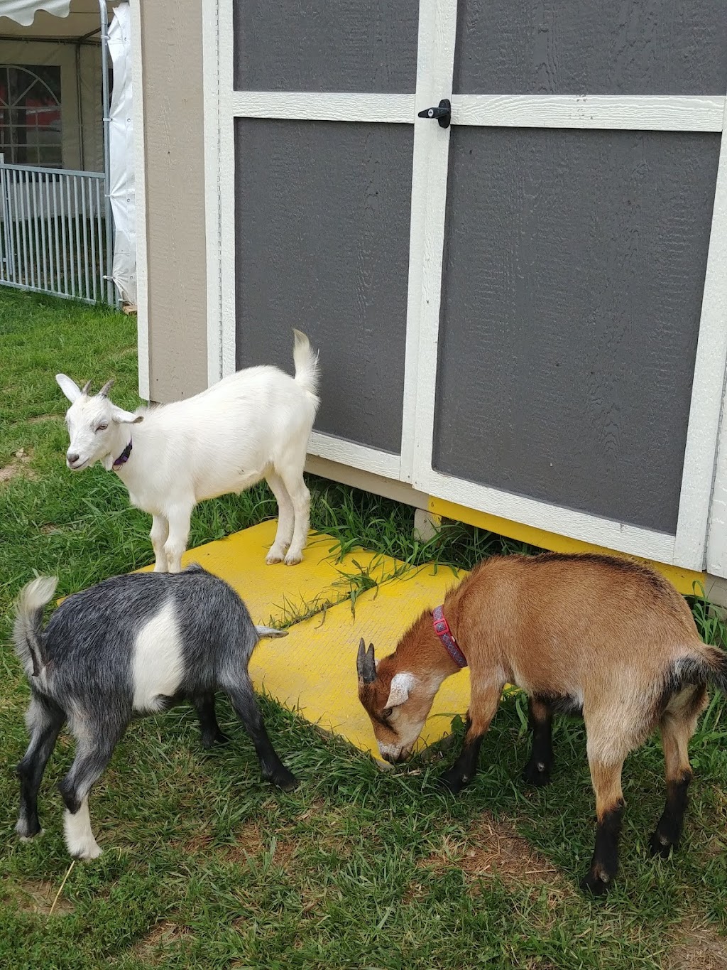 Udderly Ridiculous Farm Life | 906200 Township Rd 12, Bright, ON N0J 1B0, Canada | Phone: (548) 225-1005