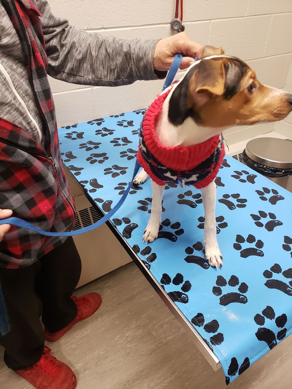 Macleod Trail Animal Hospital | 8910 Macleod Trail SE, Calgary, AB T2H 0M4, Canada | Phone: (403) 255-1168