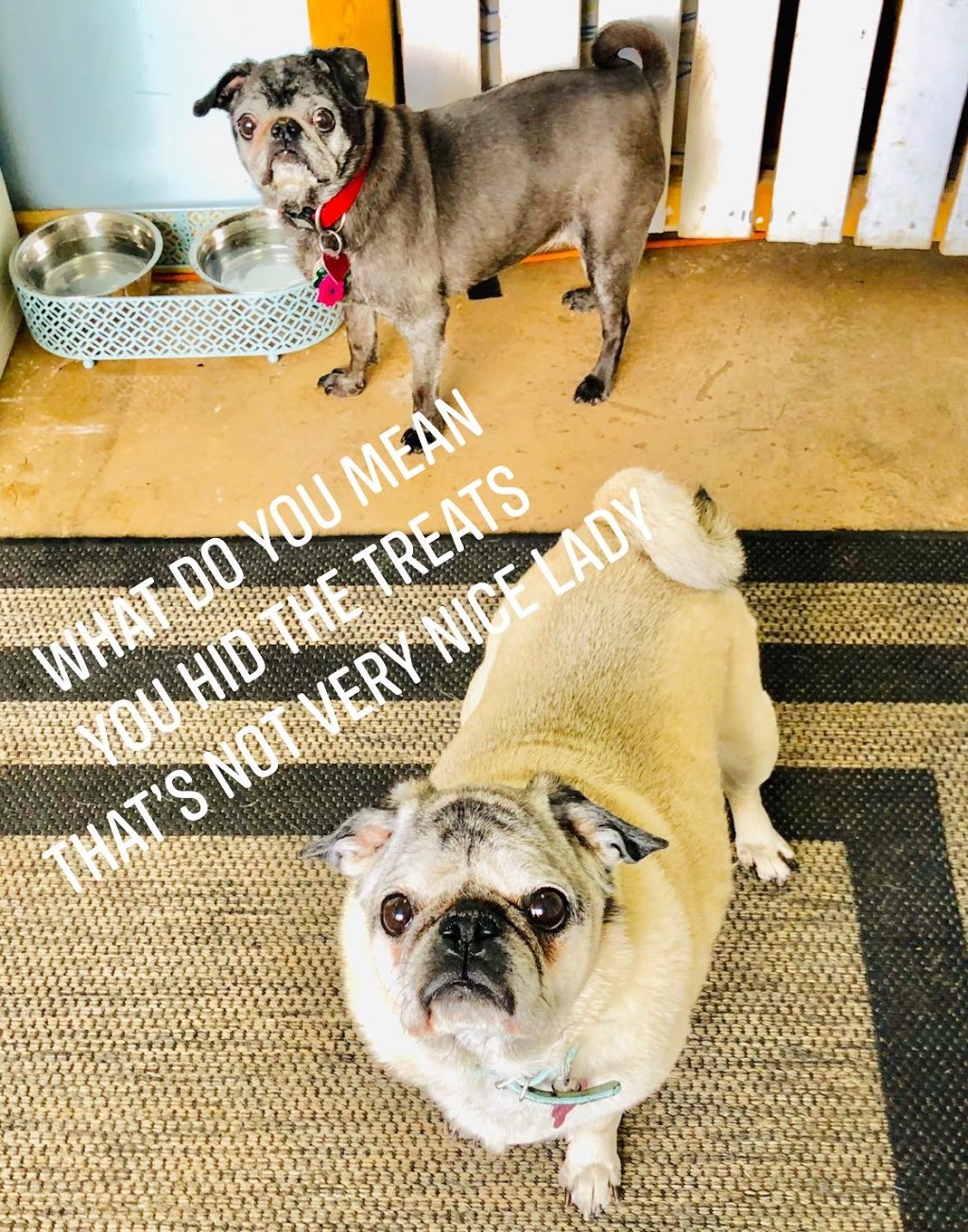 Sticks n Bones Dog Daycare, Boarding and Training | 2543 Innisfil Beach Rd, Innisfil, ON L9S 4C1, Canada | Phone: (705) 436-4545